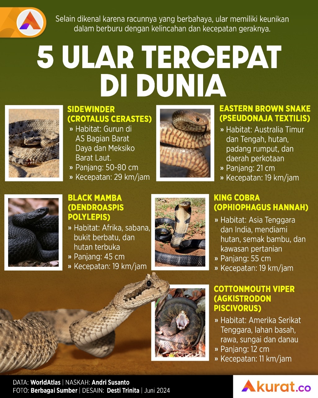 Ular Tercepat di Dunia