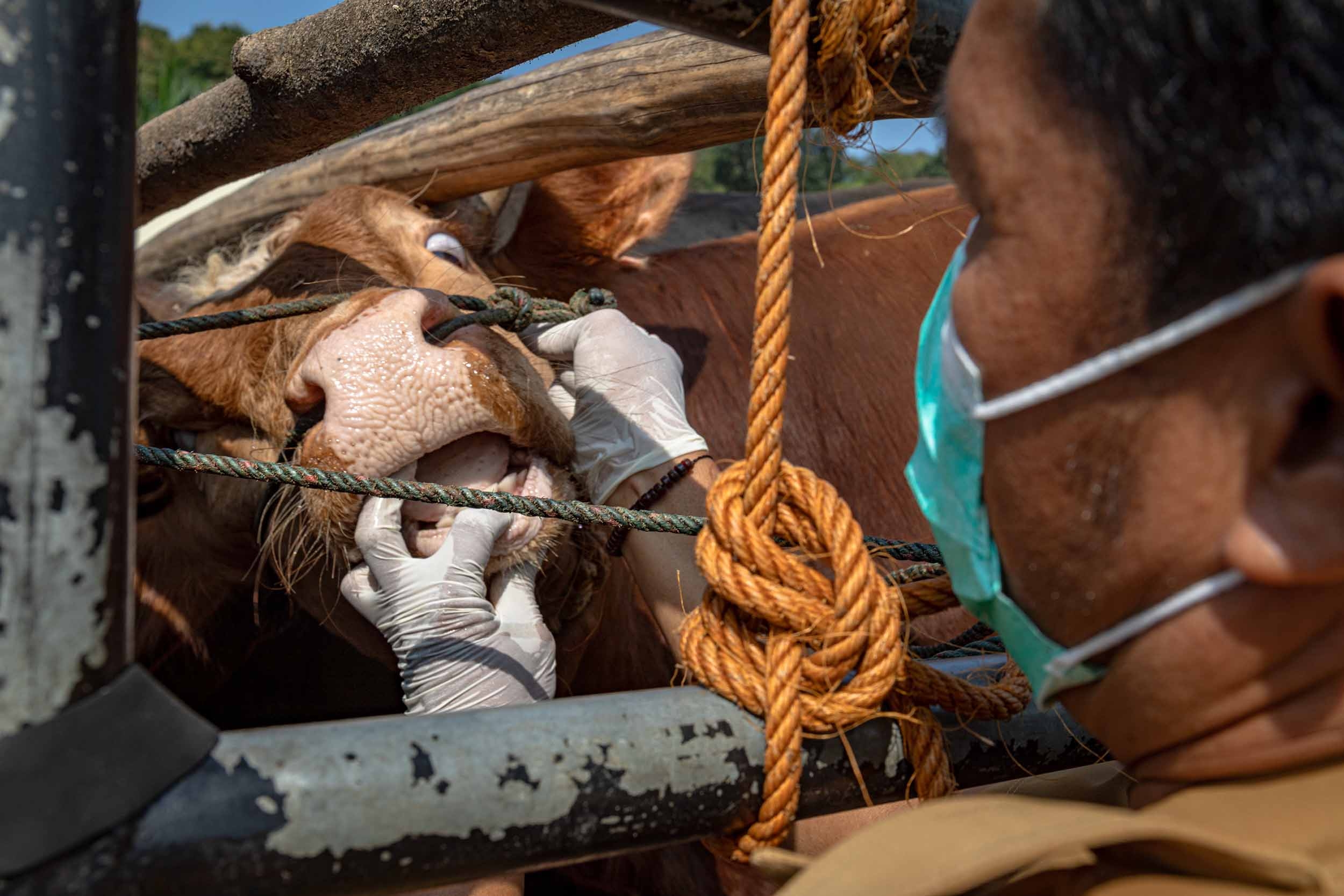 Baznas Hadirkan Layanan Sedekah Kurban: Ajak Masyarakat Berpartisipasi Mulai dari Rp10.000