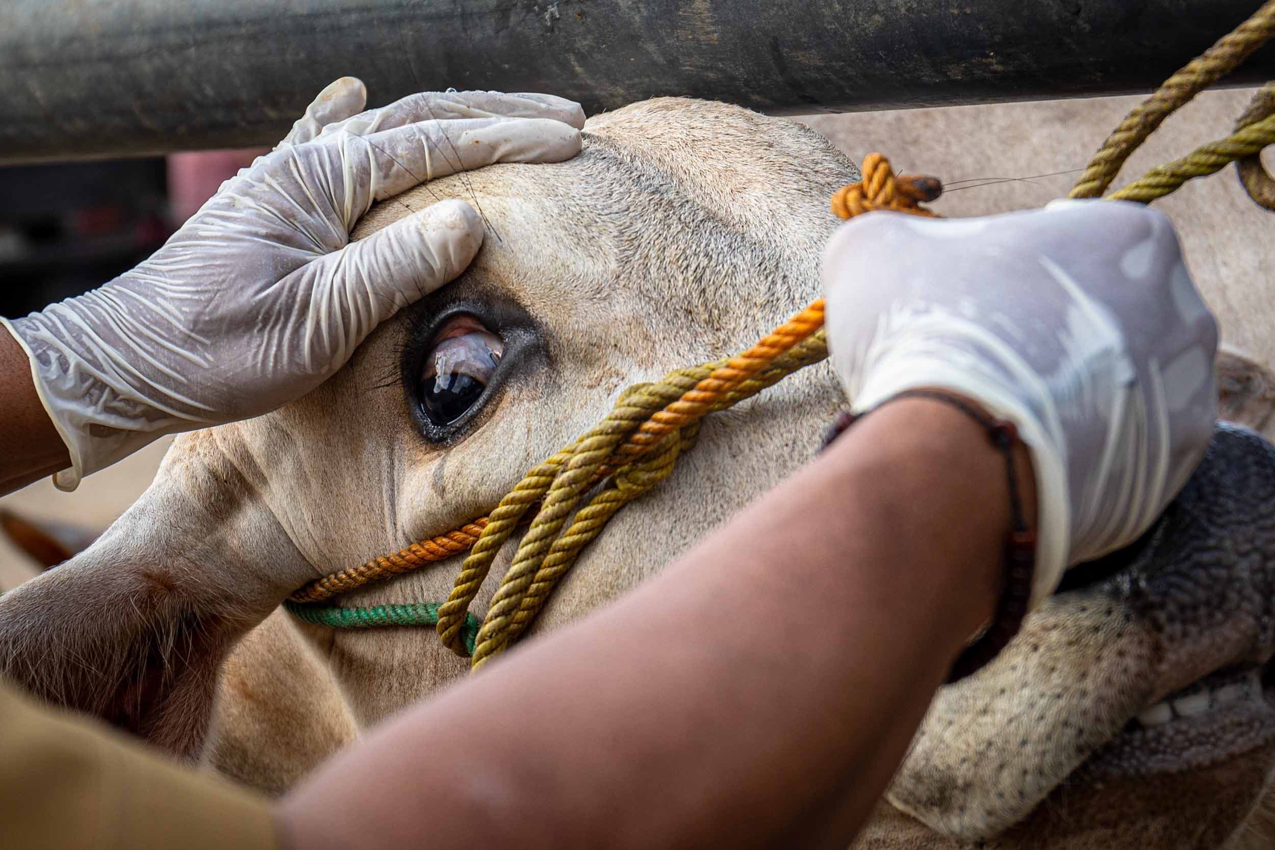 Simak! Jadwal Idul Adha Tahun Ini Versi Muhammadiyah, Pemerintah dan Arab Saudi