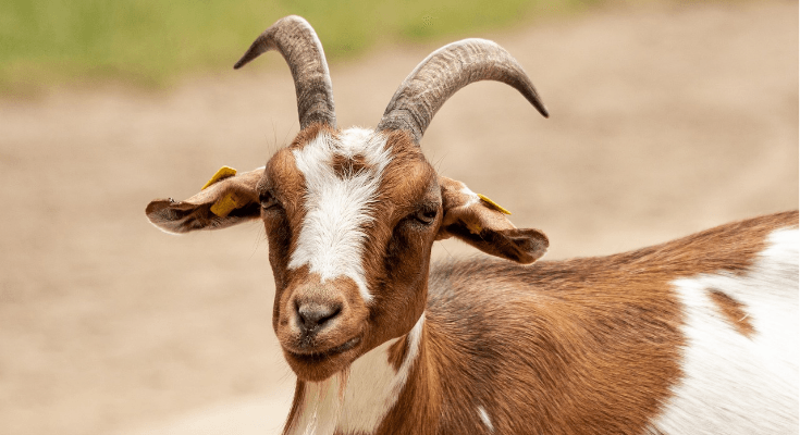 Kurban Pertama dalam Sejarah Manusia: Kisah Qabil dan Habil di Zaman Nabi Adam AS