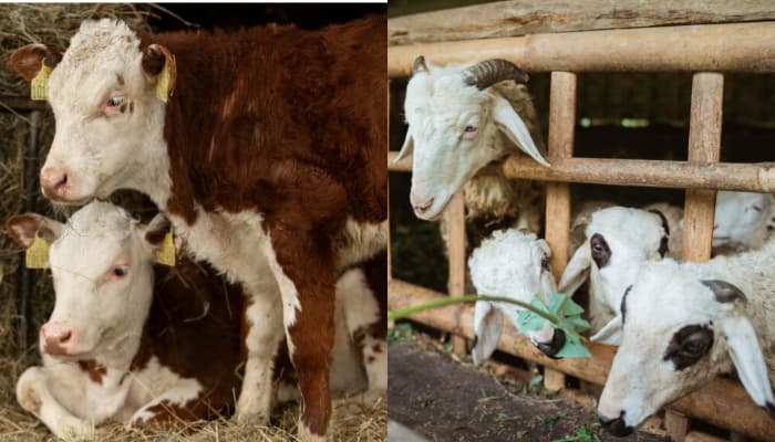 5 Cara Membedakan Daging Sapi dengan Kambing, Perhatikan Warna Hingga Tekstur!
