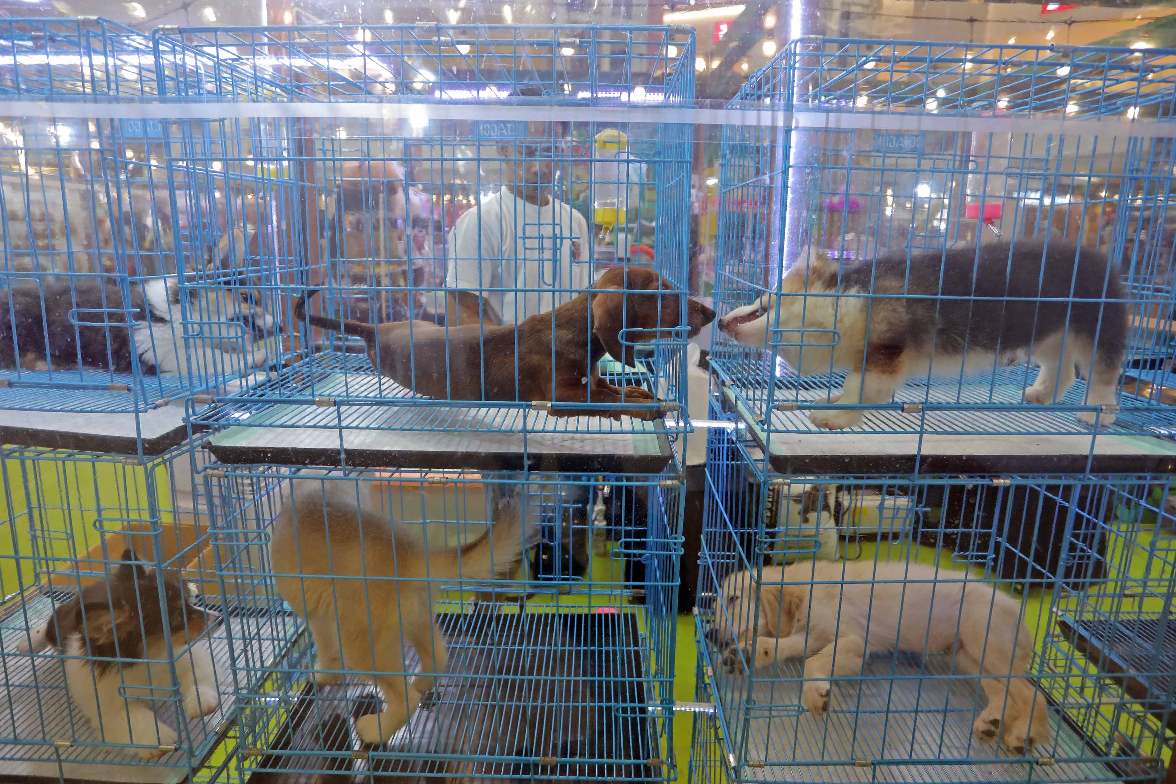 Bagaimana Hubungan Antara Tanaman dan Hewan dalam Satu Ekosistem?