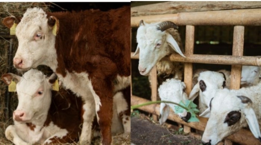 Hewan Apa Saja yang Bisa Dijadikan Kurban di Hari Raya Idul Adha?