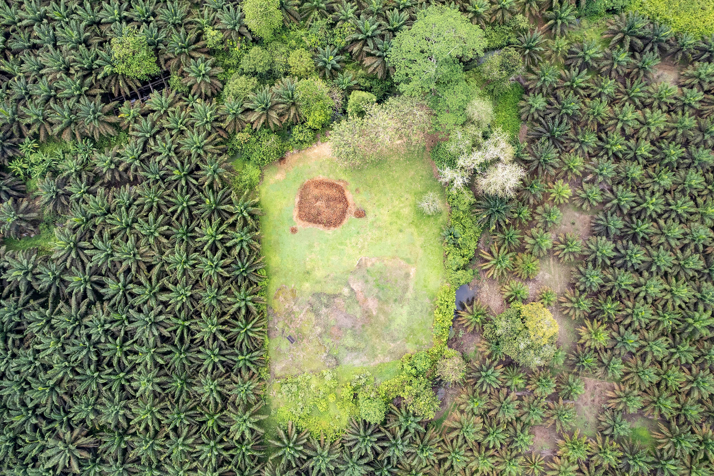 Harga Referensi CPO Agustus 2025 Naik ke USD910,91 per MT