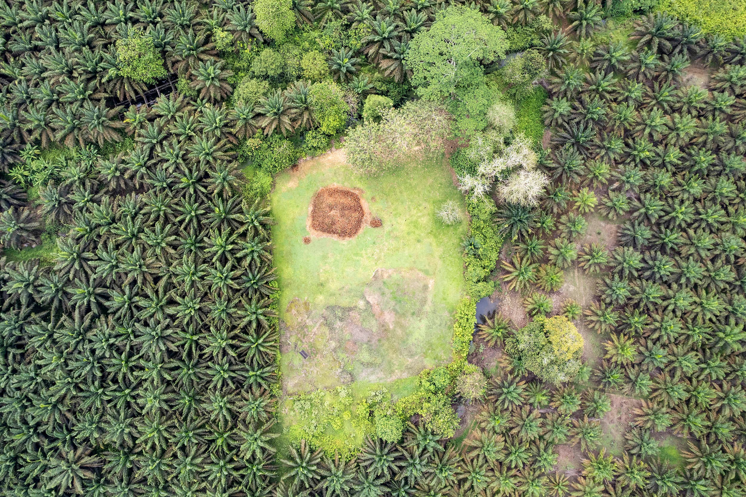 Keberlanjutan Program Biodiesel Perlu Penanganan Sektor Hulu Sawit