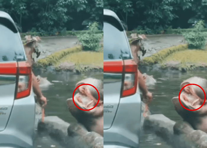 VIRAL Pengunjung Taman Safari Beri Makan Sampah Plastik ke Kuda Nil, Netizen Geram