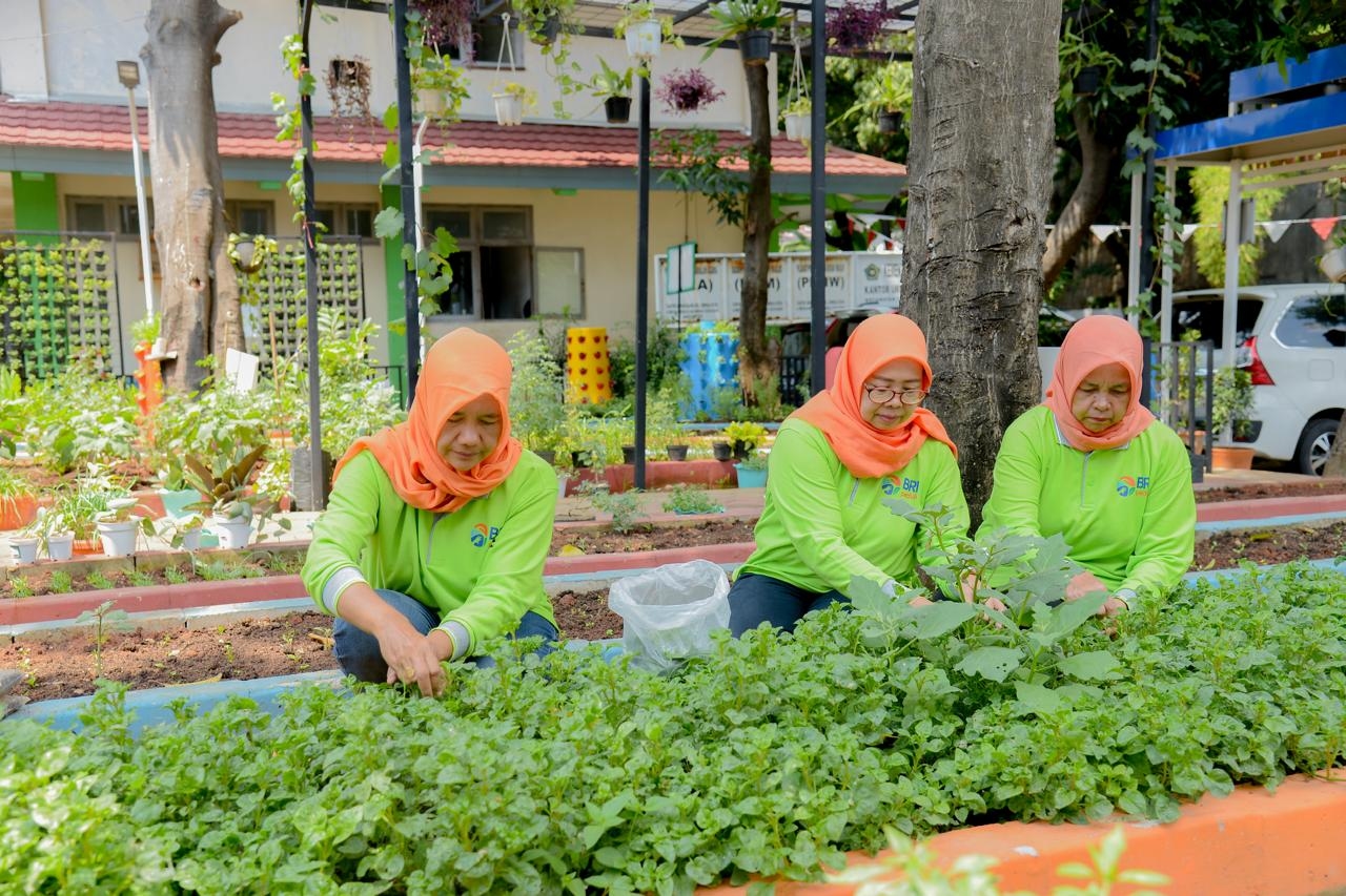 Didukung BRINita, Kelompok Tani di Cempaka Putih Barat Jakarta Sulap Lahan Terbengkalai Jadi Produktif