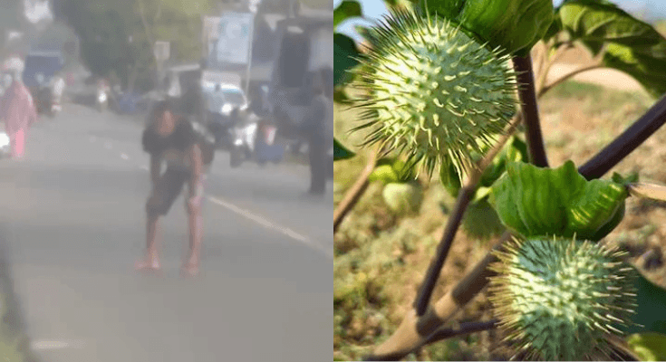 Viral 2 Orang Tewas Usai Konsumsi Kecubung di Banjarmasin, Bisa Bikin Mabuk hingga Hilang Kendali!