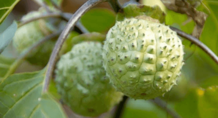 Terungkap! Ini Kandungan Berbahaya dalam Buah Kecubung