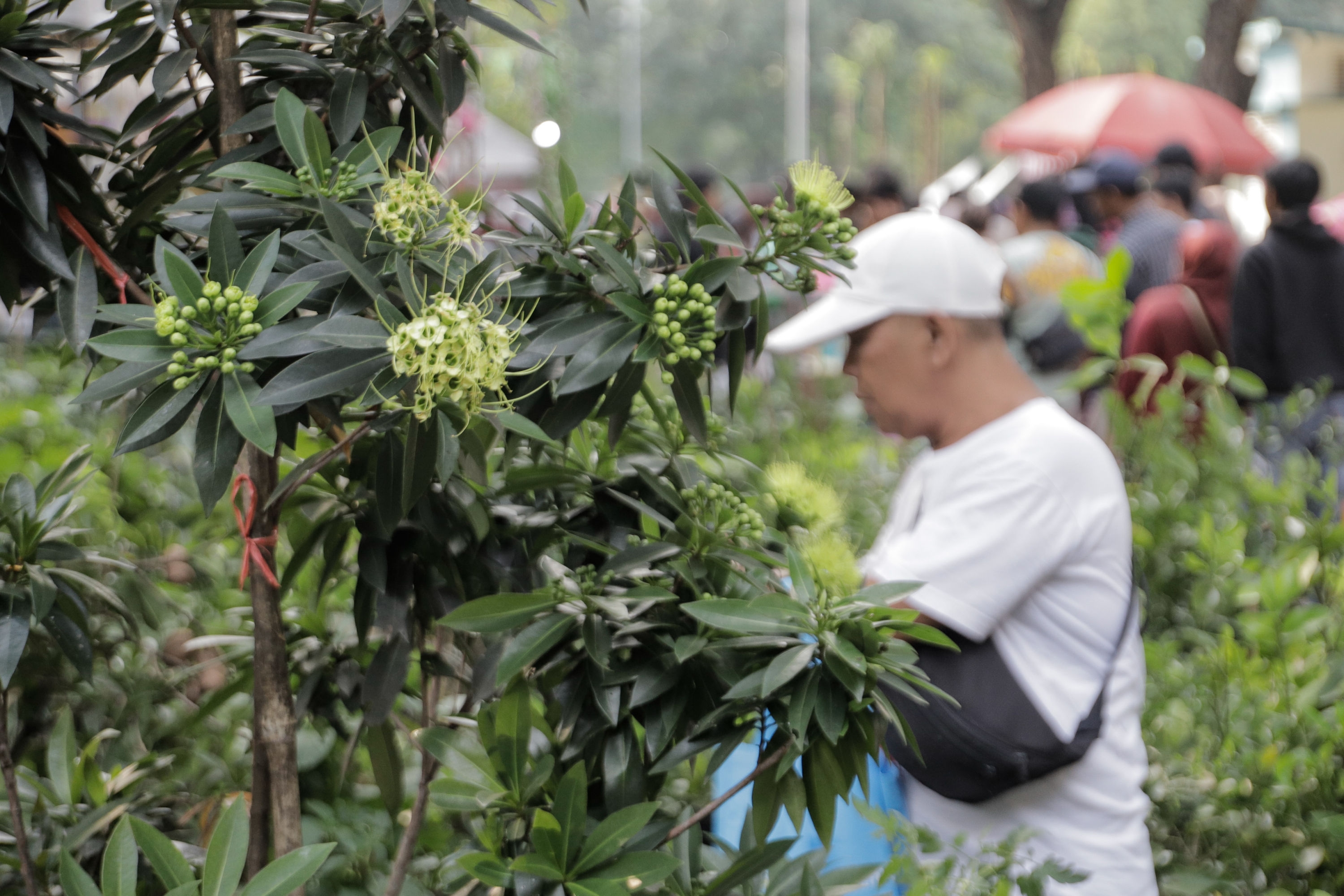Bagaimana dari Tumbuhan yang Berperan untuk Berkembang Biak?