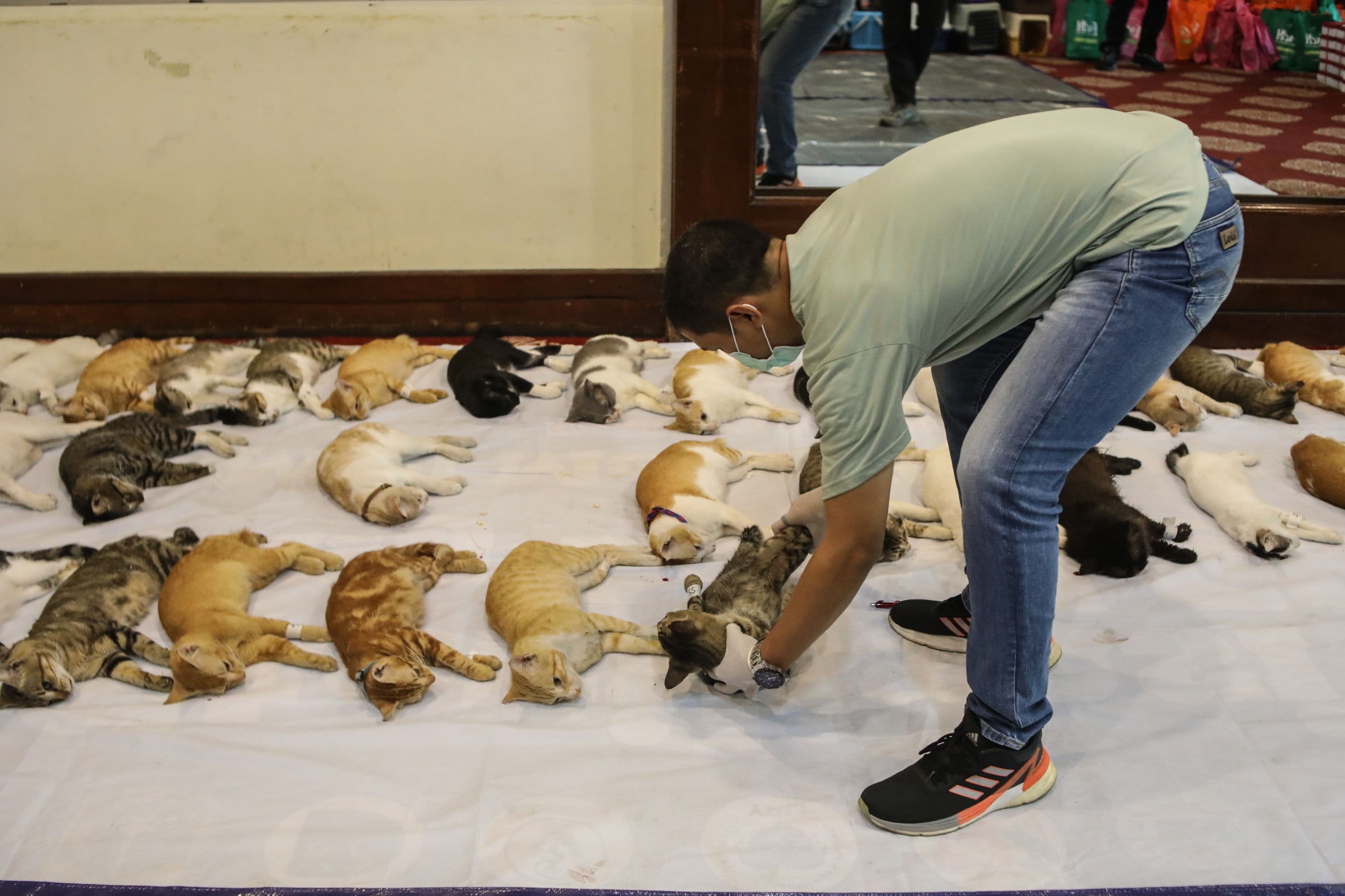 Dengan Cara Bagaimana Faktor Genetik Mempengaruhi Proses Pertumbuhan pada Hewan?