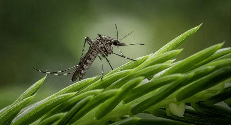 Waspada! Ini Bahaya Virus Oropouche yang Sebabkan Kematian di Brasil Akibat Gigitan Nyamuk