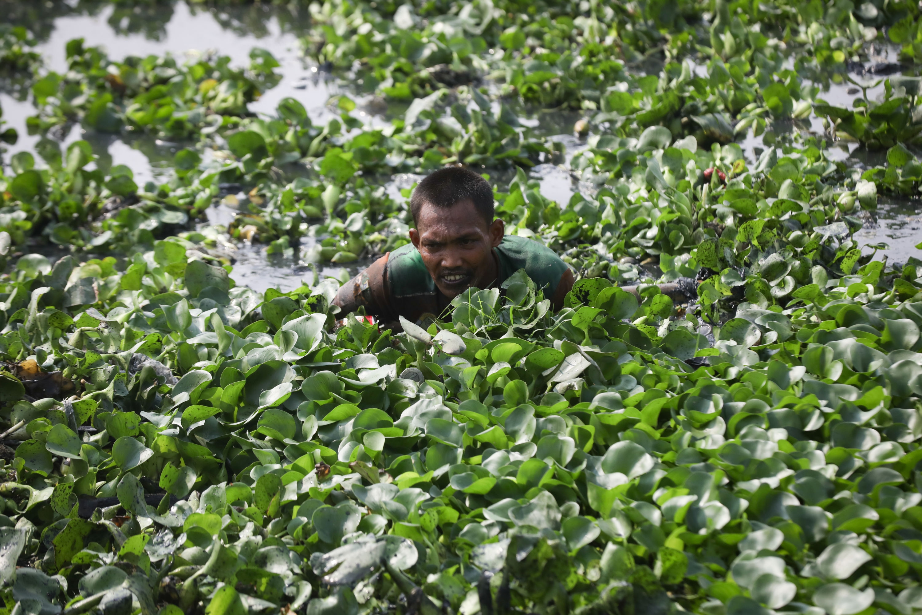 Bagaimana Cara Tumbuhan Berbunga Berkembang Biak?