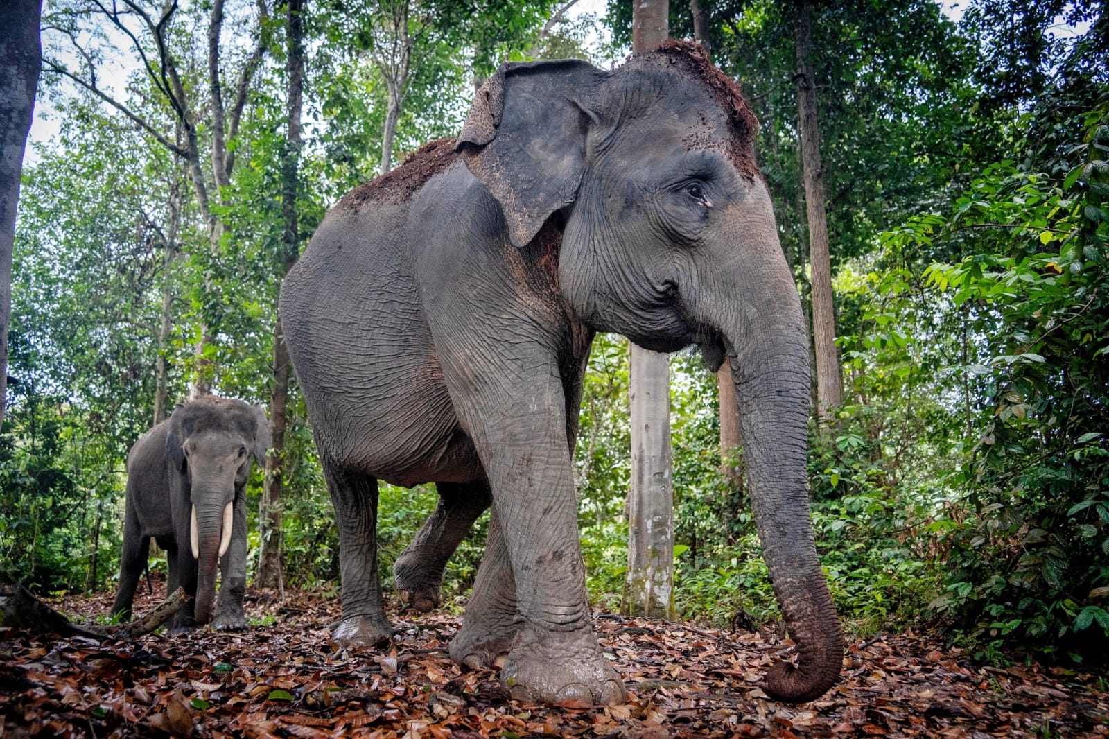 Viral Anak Gajah Ditabrak Truk, Apa Saja Selain Gajah Binatang yang Disebut dalam Al-Qur'an?