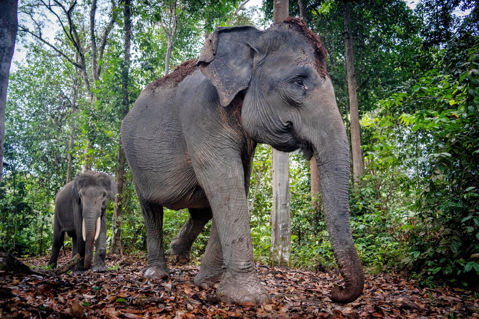 Viral Anak Gajah Ditabrak Truk, Apa Saja Selain Gajah Binatang yang Disebut dalam Al-Qur'an?