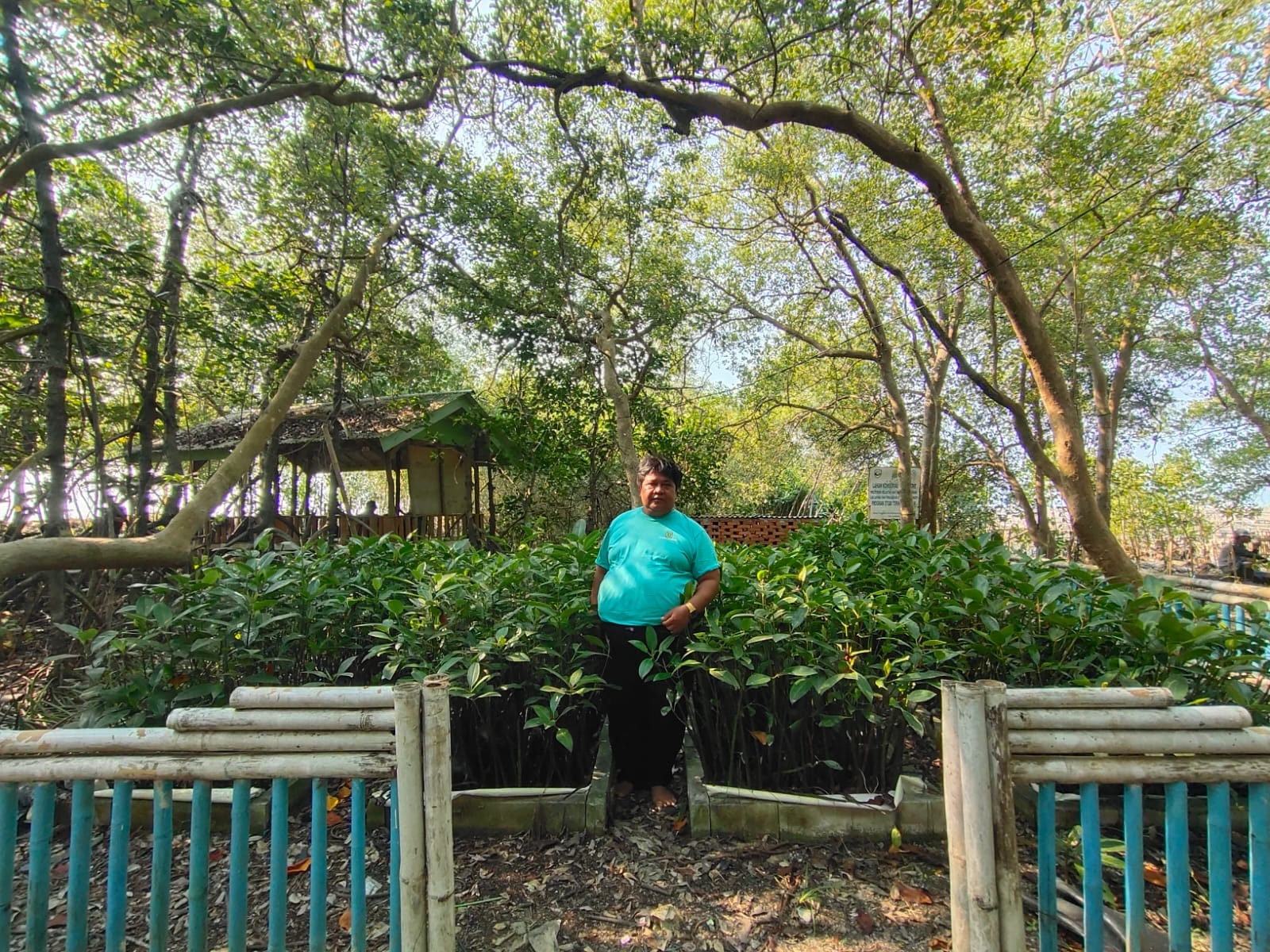 Penjaga Hutan Mangrove di Dusun Tangkolak, Perangi Abrasi hingga Tumpukan Sampah