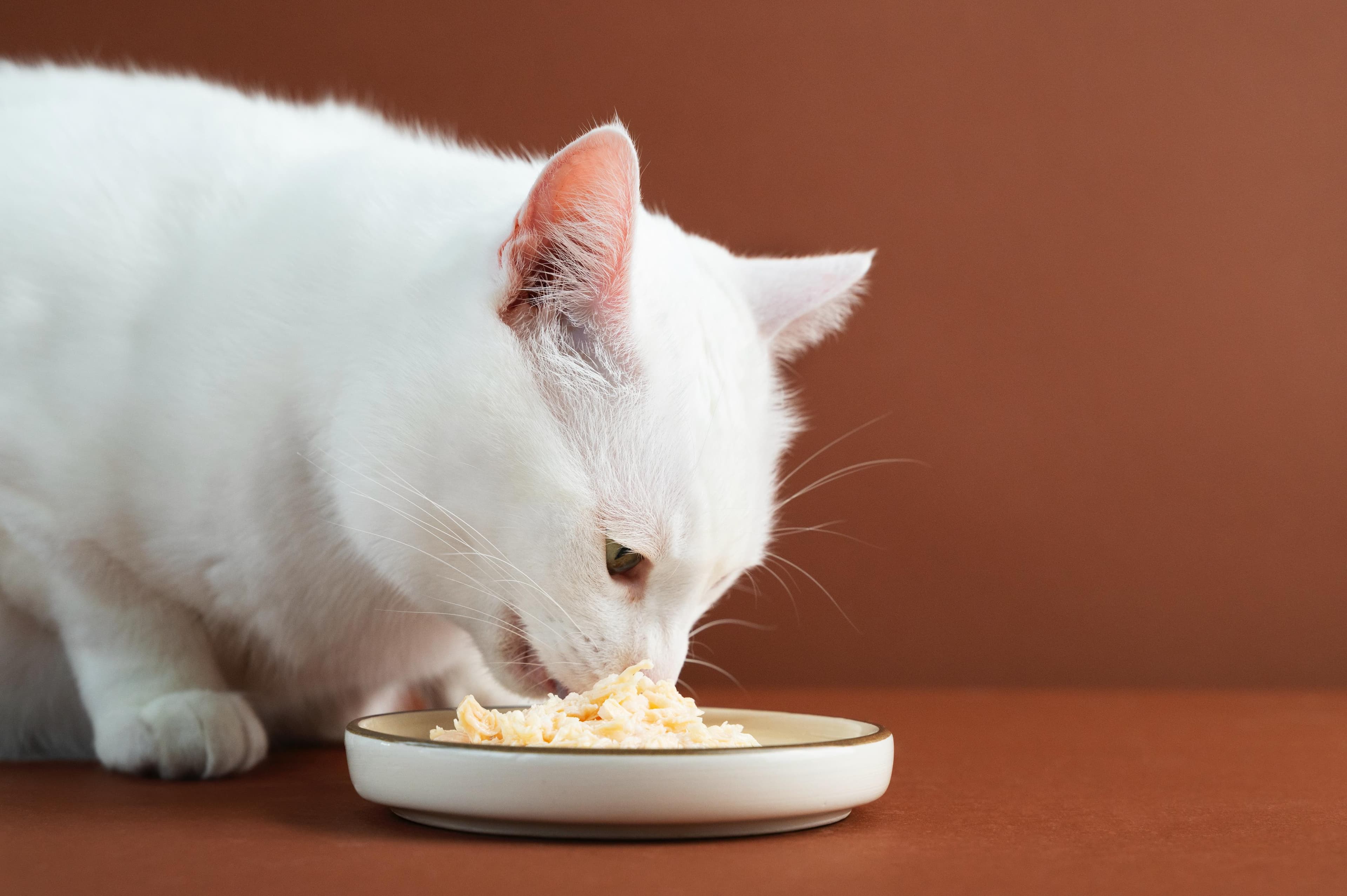 5 Jenis Makanan yang Wajib Dihindari agar Kucing Tetap Sehat