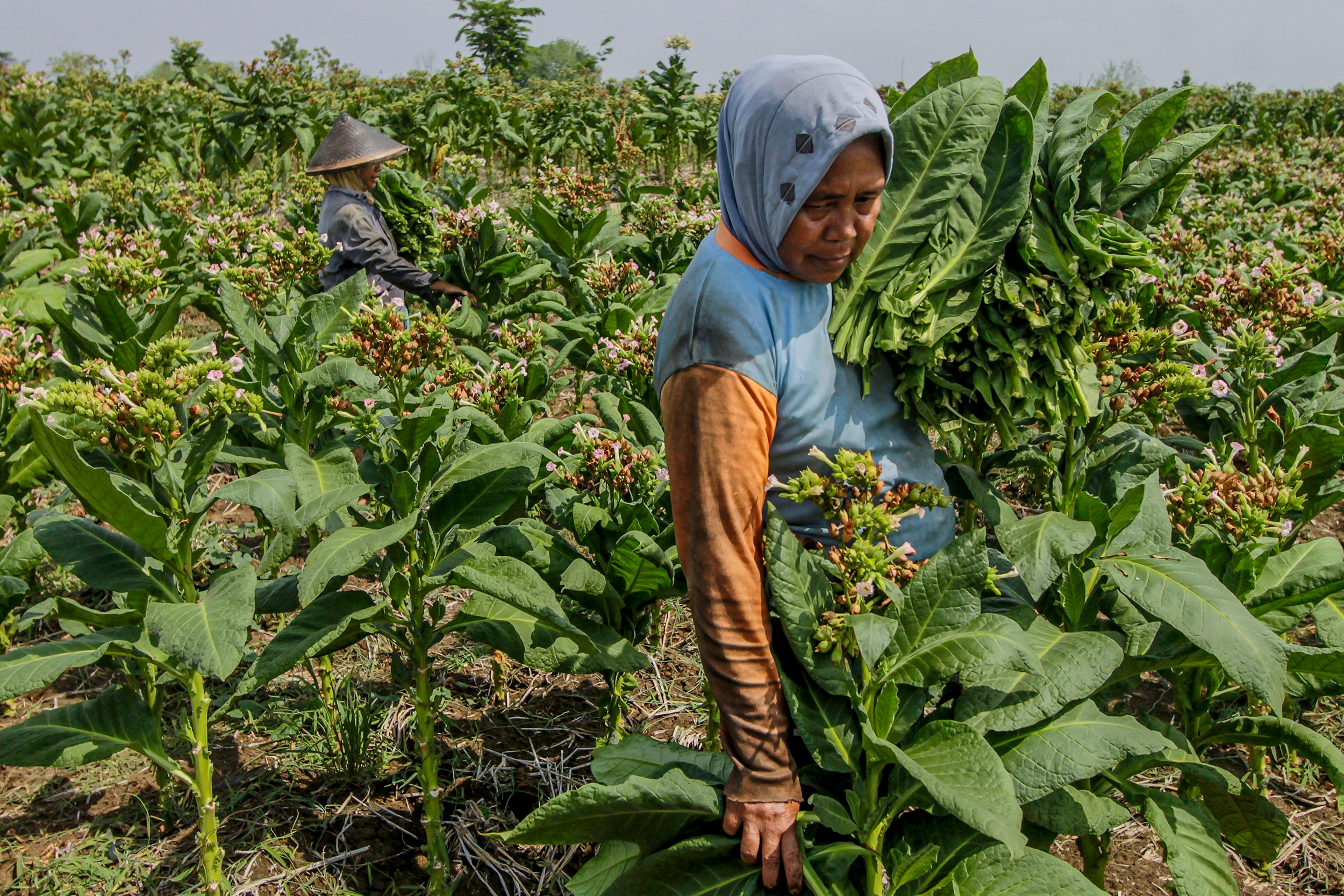 Cukai Tembakau Dominan, Ekonom AS Peringatkan Risiko Fiskal