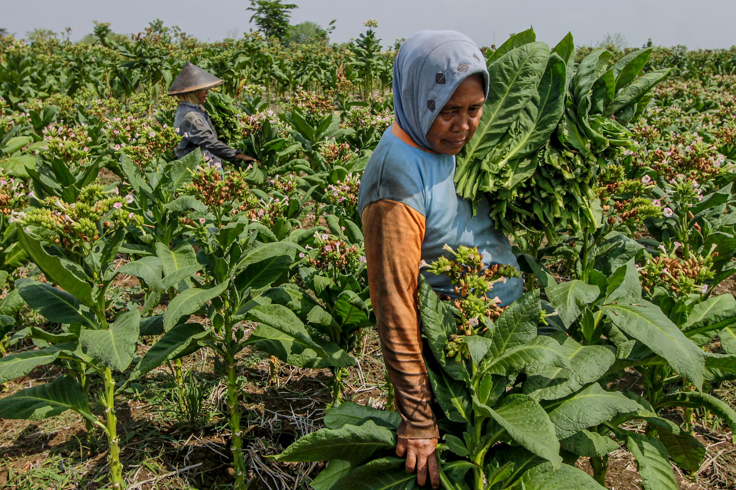 Cukai Tembakau Dominan, Ekonom AS Peringatkan Risiko Fiskal