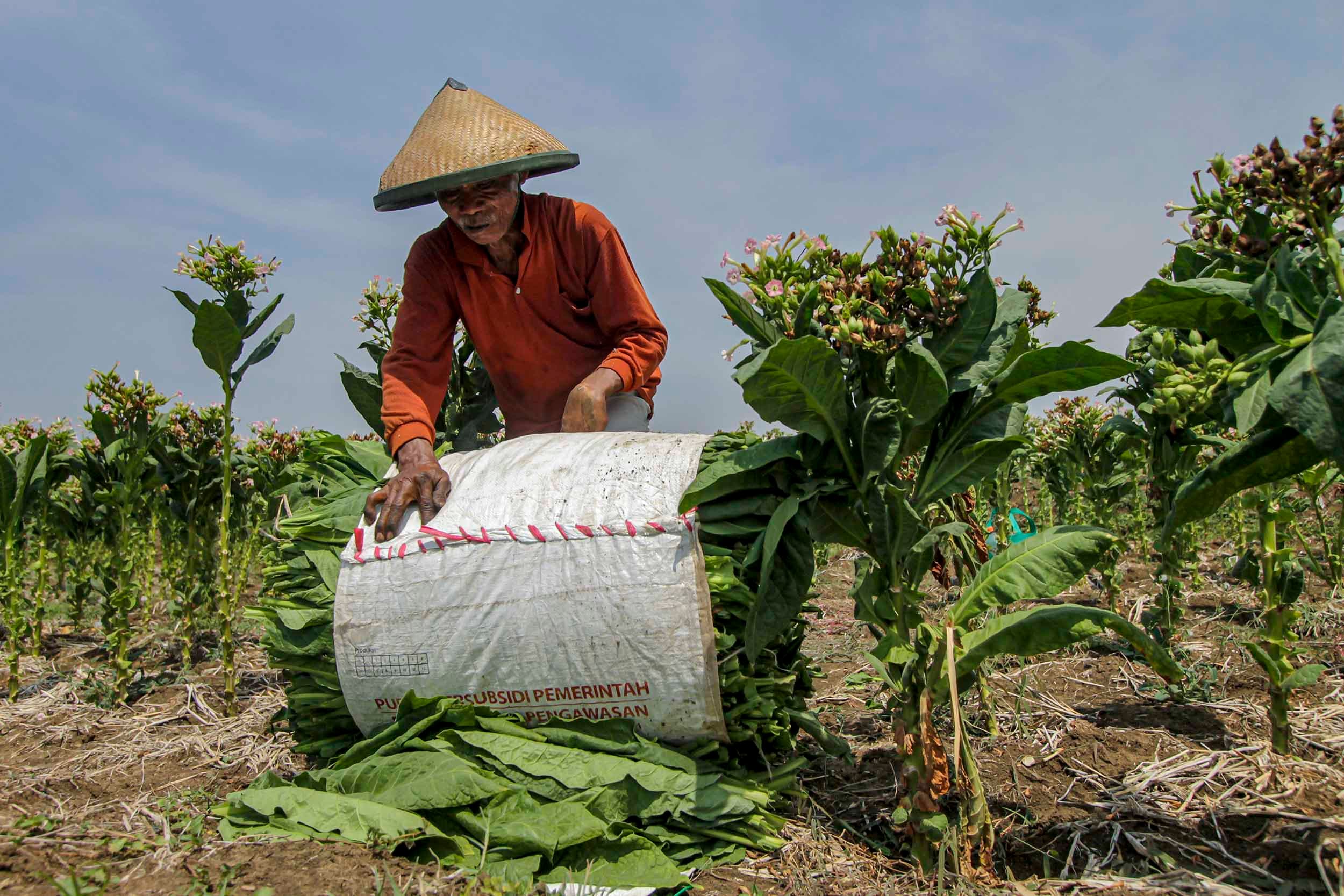 Bagaimana Caranya agar Kebutuhan Sumber Makanan Terpenuhi tanpa Menimbulkan Polusi?