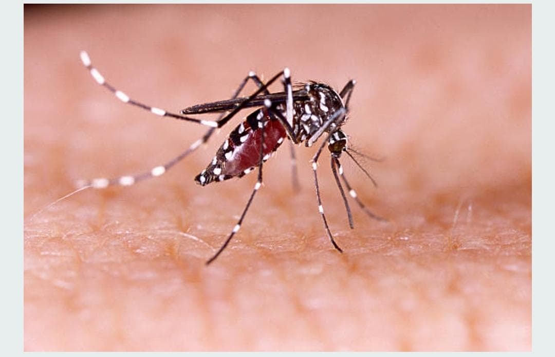 Hari Nyamuk Sedunia, Teknologi Digital Jadi Andalan Melawan Ancaman Penyakit