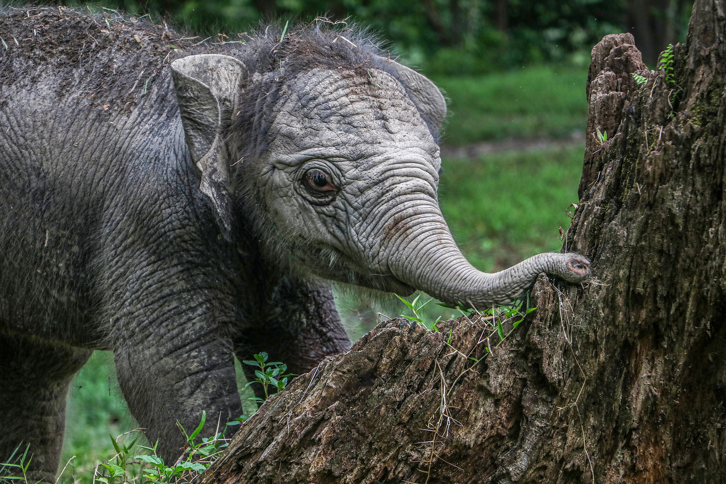 Viral Anak Gajah Tertabrak Truk, Berikut Keistimewaan Gajah dalam Al-Qur’an