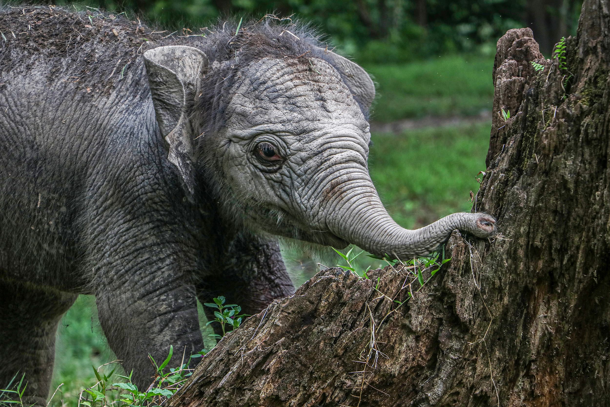 Viral Anak Gajah Tertabrak Truk, Berikut Keistimewaan Gajah dalam Al-Qur’an
