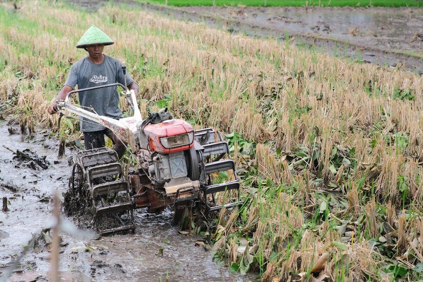 Tahun Ini Pemerintah Fokus Swasembada Beras, Jagung, Gula dan Garam