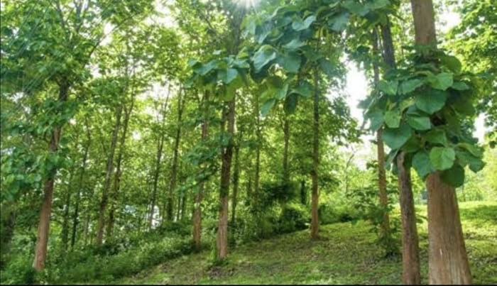 BMKG Prediksi Musim Kemarau 2025 Lebih Pendek, Ini Penyebabnya