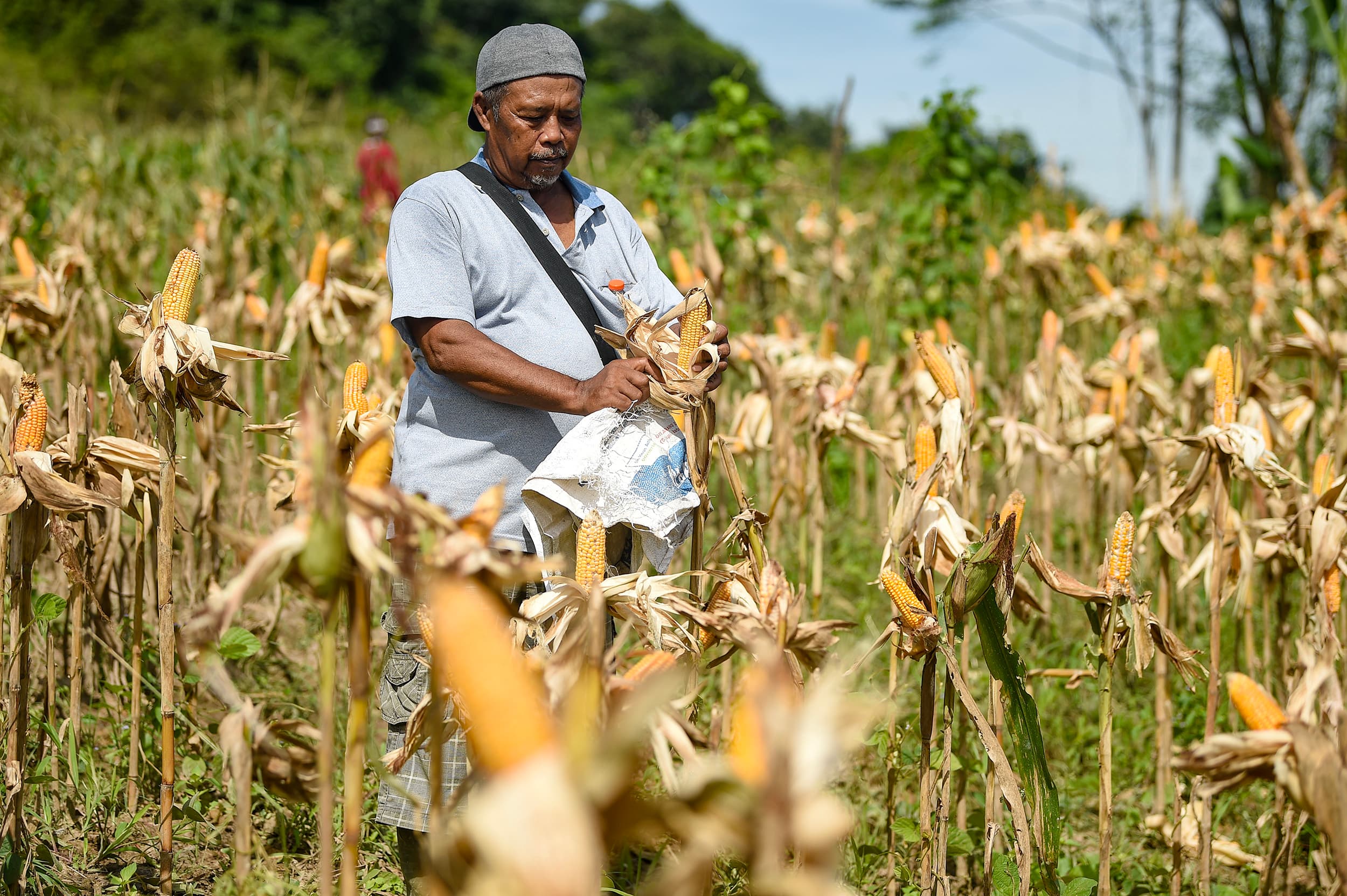 Panen Raya, RI Bakal Ekspor 27 Ribu Ton Jagung