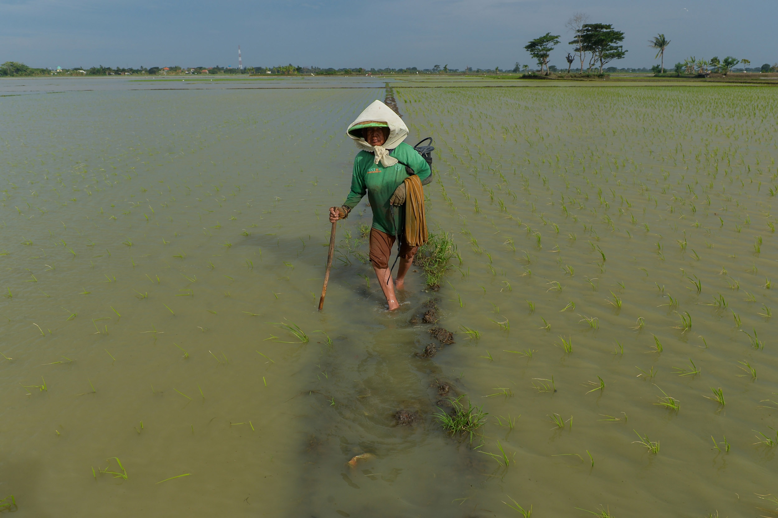 Swasembada Tak Boleh Korbankan Harga: DPR Desak Reformasi Sistem Informasi Pangan