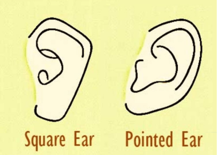 Temukan Dirimu! Tes Kepribadian Berdasarkan Bentuk Telinga Mengungkap Sifat Tersembunyi Kamu
