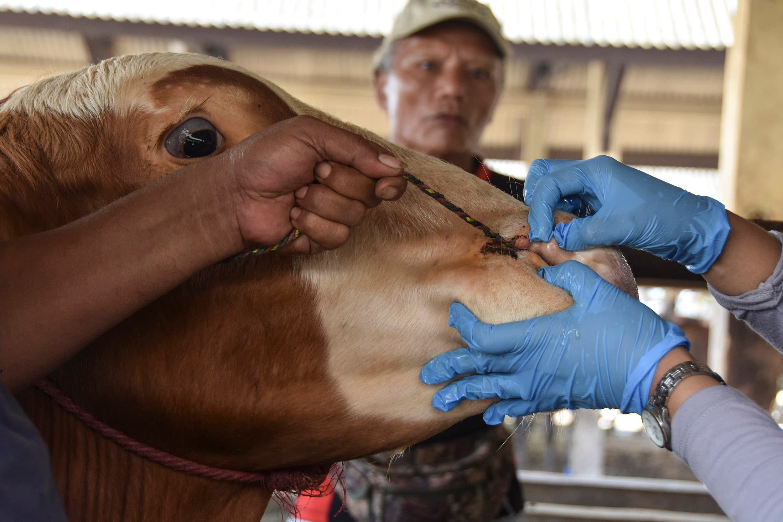 DPR Minta Pemerintah Perkuat Penanganan Kasus PMK yang Kembali Merebak