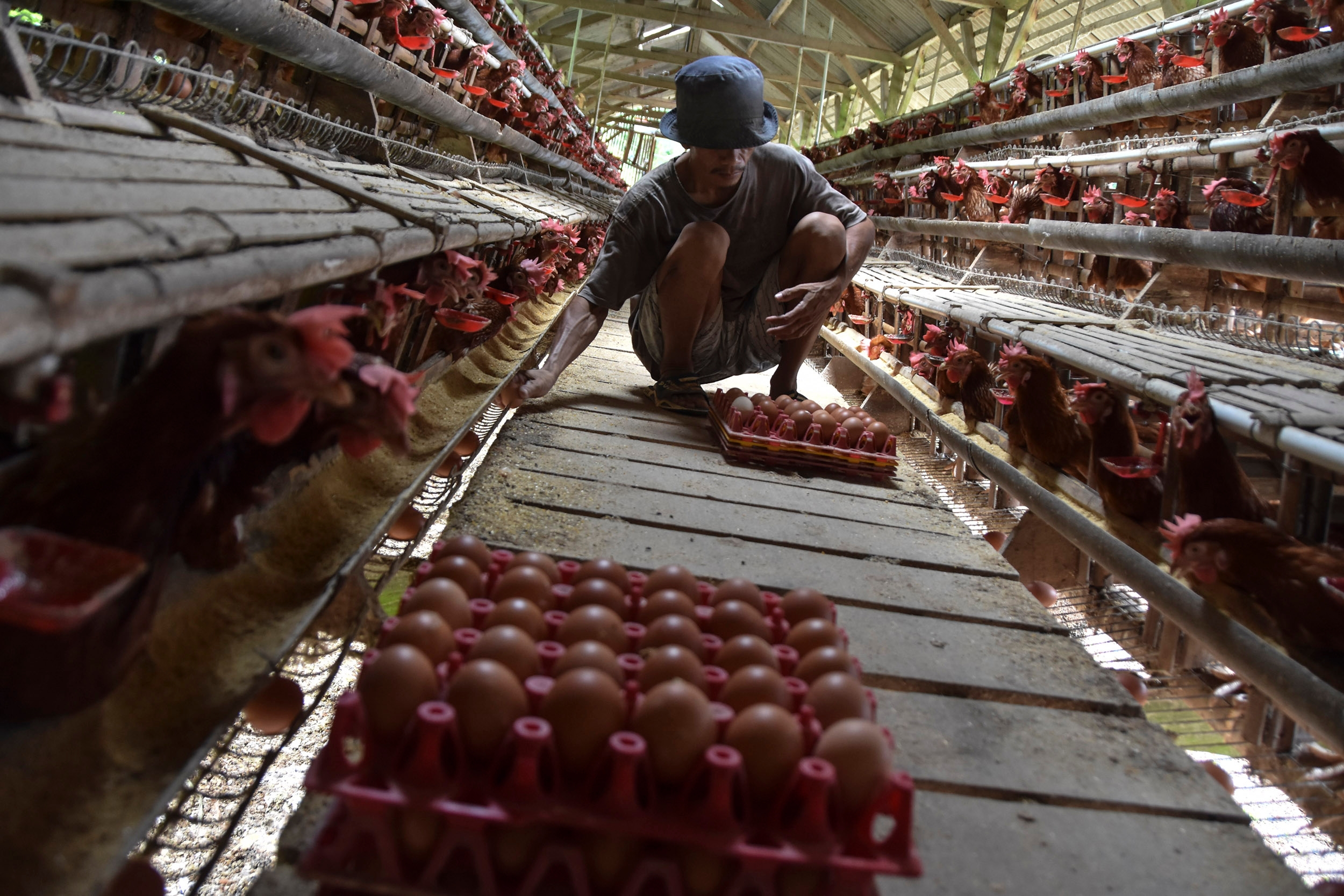 Mentan Minta Satgas Pangan Sisir Daerah Yang Alami Kenaikan Harga Telur