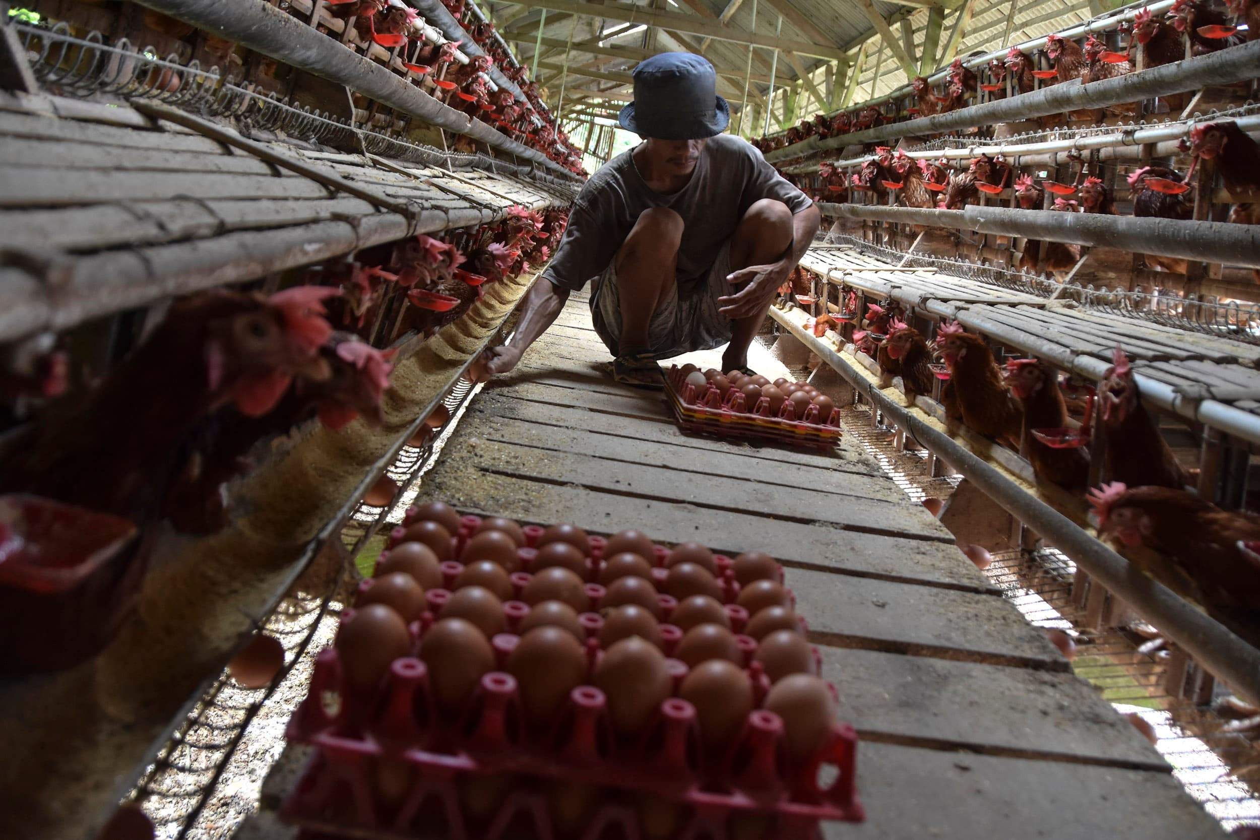 Mentan Minta Satgas Pangan Sisir Daerah Yang Alami Kenaikan Harga Telur