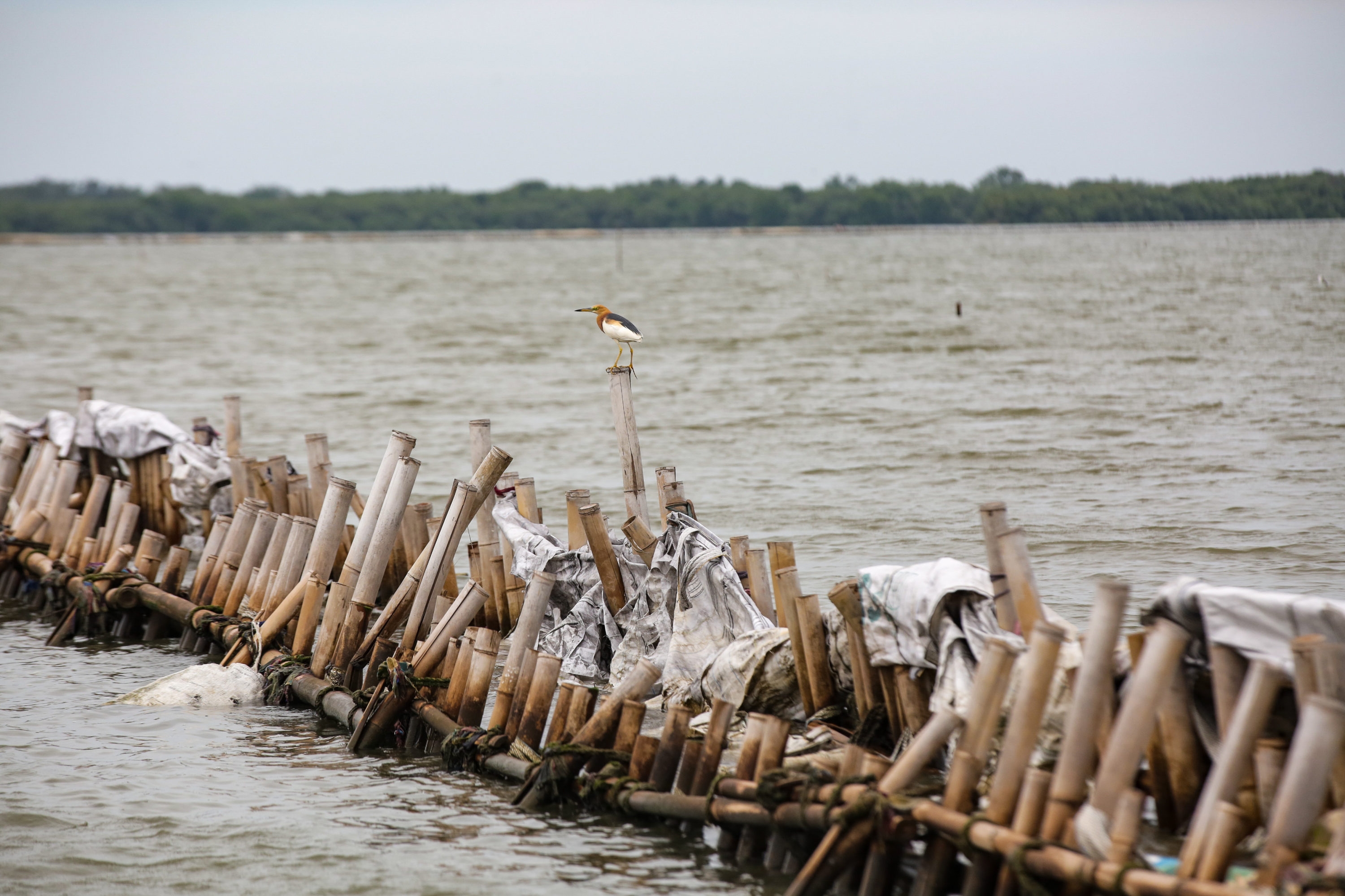 Polemik Sertifikat Tanah di Perairan Pesisir: Antara Hak Hukum dan Ancaman Abrasi