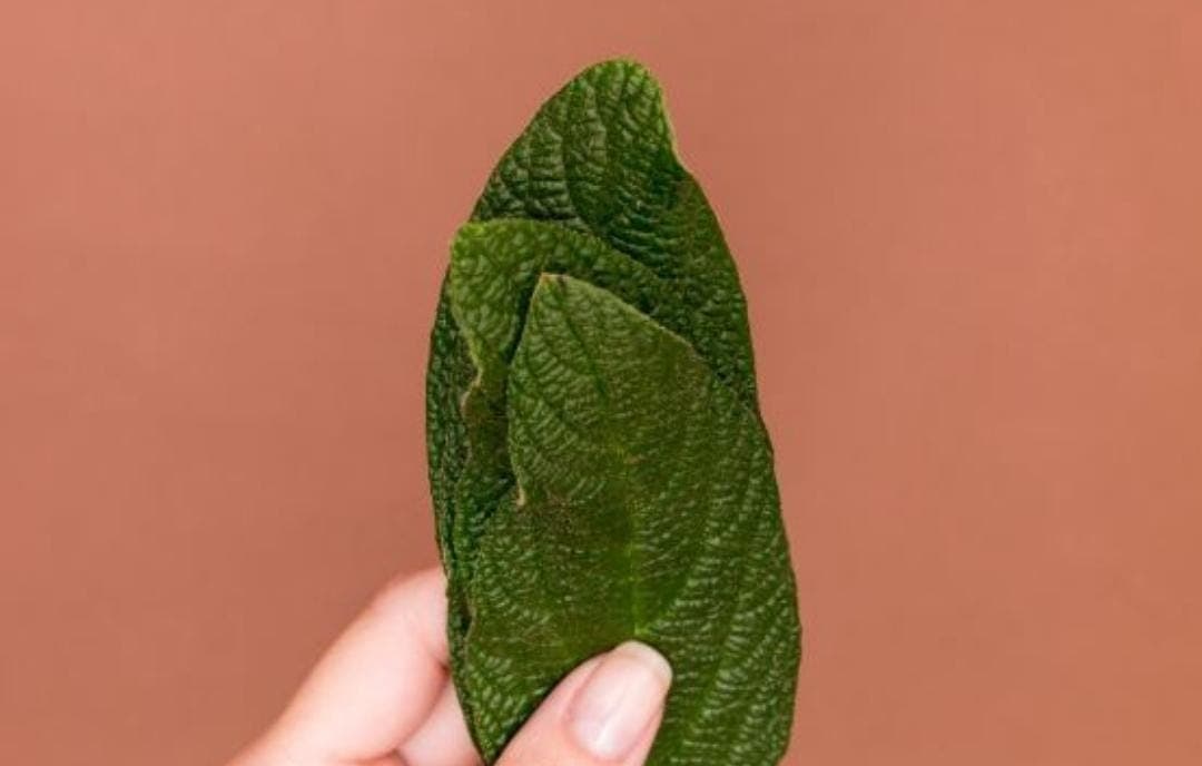 5 Manfaat Daun Sirih Pasca Melahirkan yang Harus Kamu Ketahui!