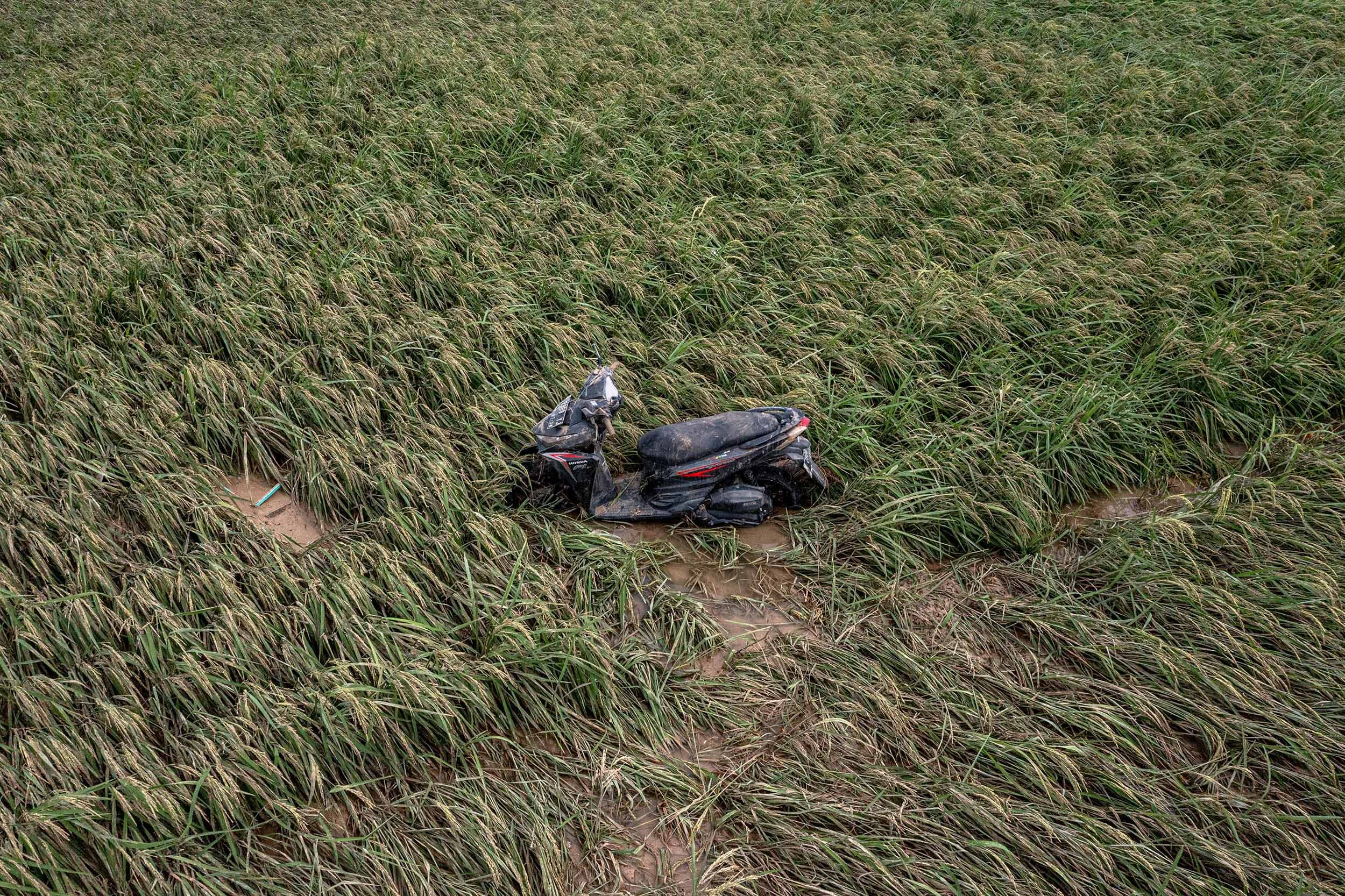 Mentan Harap Kasus Tumpahan Minyak Vale Indonesia Tak Ganggu Target Swasembada Pangan