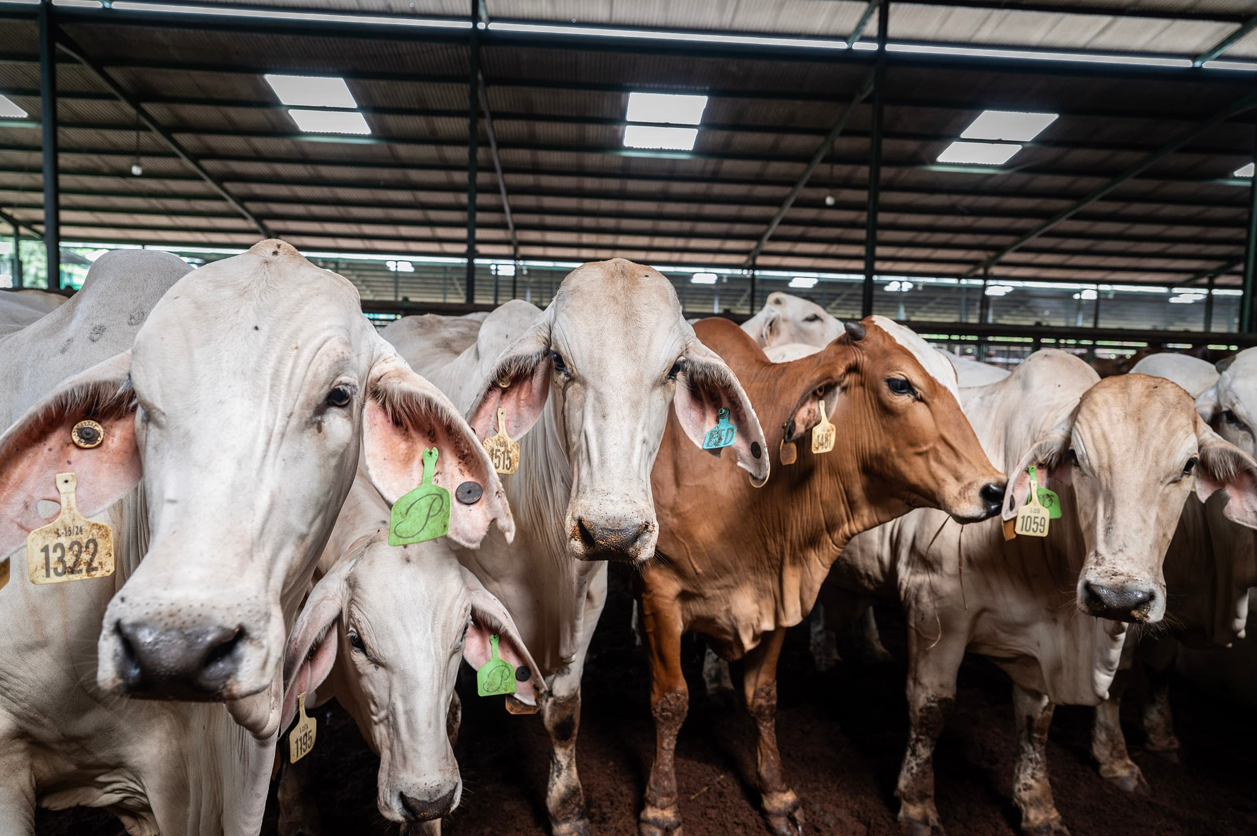 Hari Raya Iduladha, Gubernur Pramono Anung Serahkan Dua Sapi Kurban di Tambora