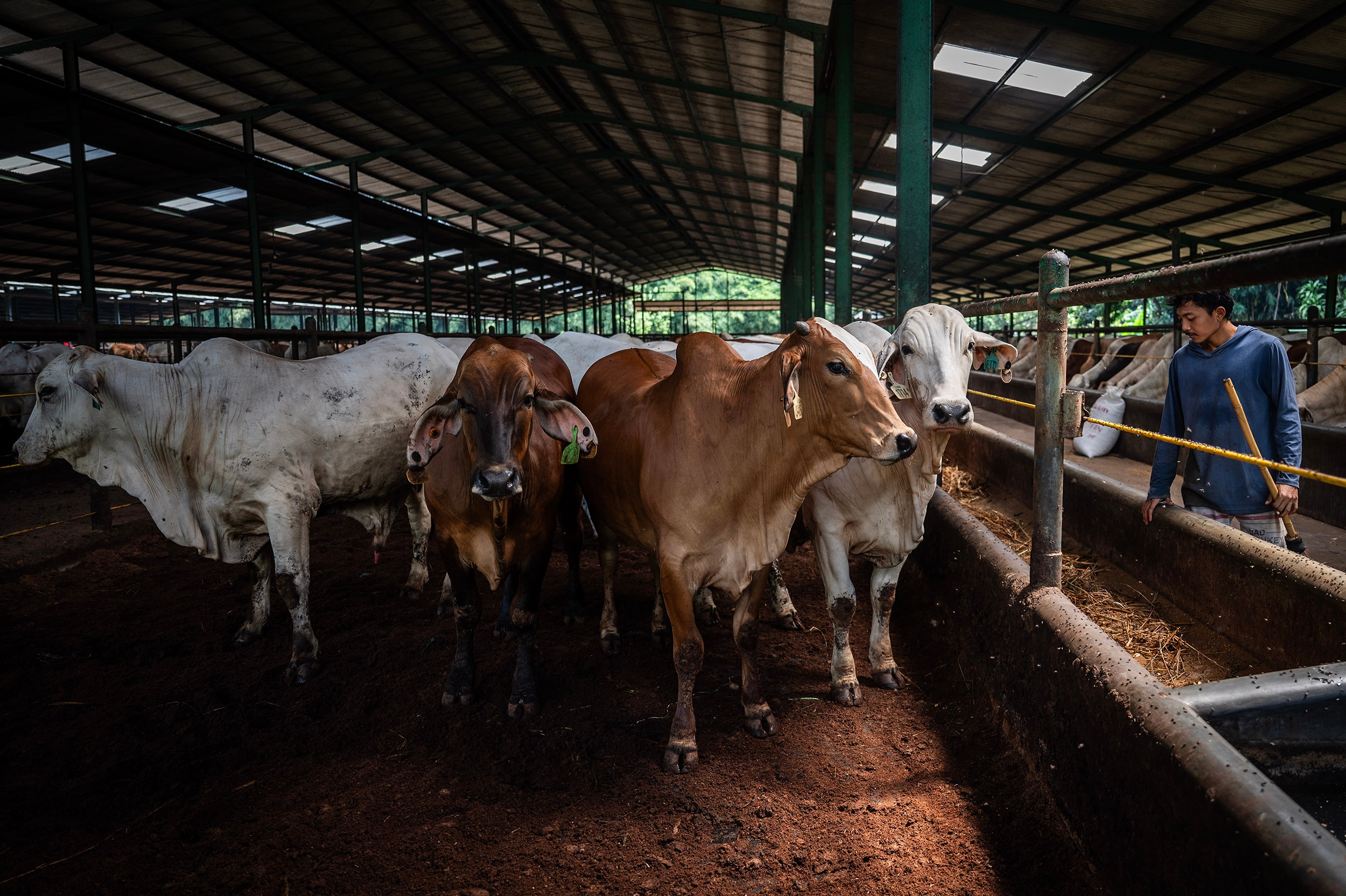 Tekan Impor Daging Beku, Pemerintah Impor 184 Ribu Sapi Bakalan Tambahan