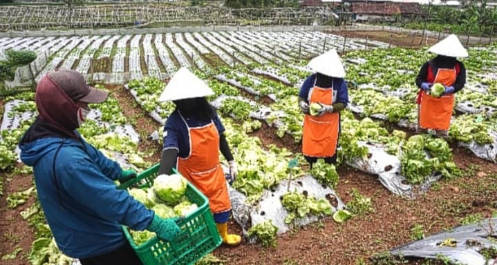 McDonald’s Indonesia Berikan BPJS Ketenagakerjaan untuk Mitra Petani Lokal di Jawa Barat