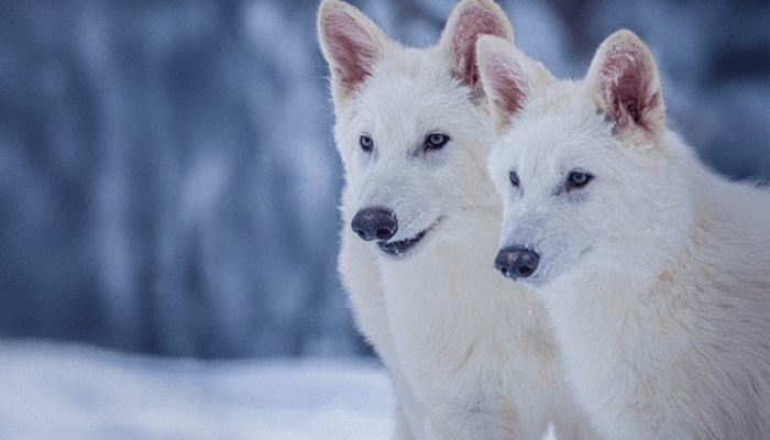 Apa Itu Dire Wolf? Serigala Purba yang Punah dan Hidup Kembali dari 10 Ribu Tahun Lalu