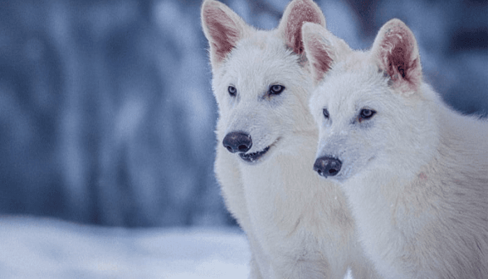 Apa Itu Dire Wolf? Serigala Purba yang Punah dan Hidup Kembali dari 10 Ribu Tahun Lalu