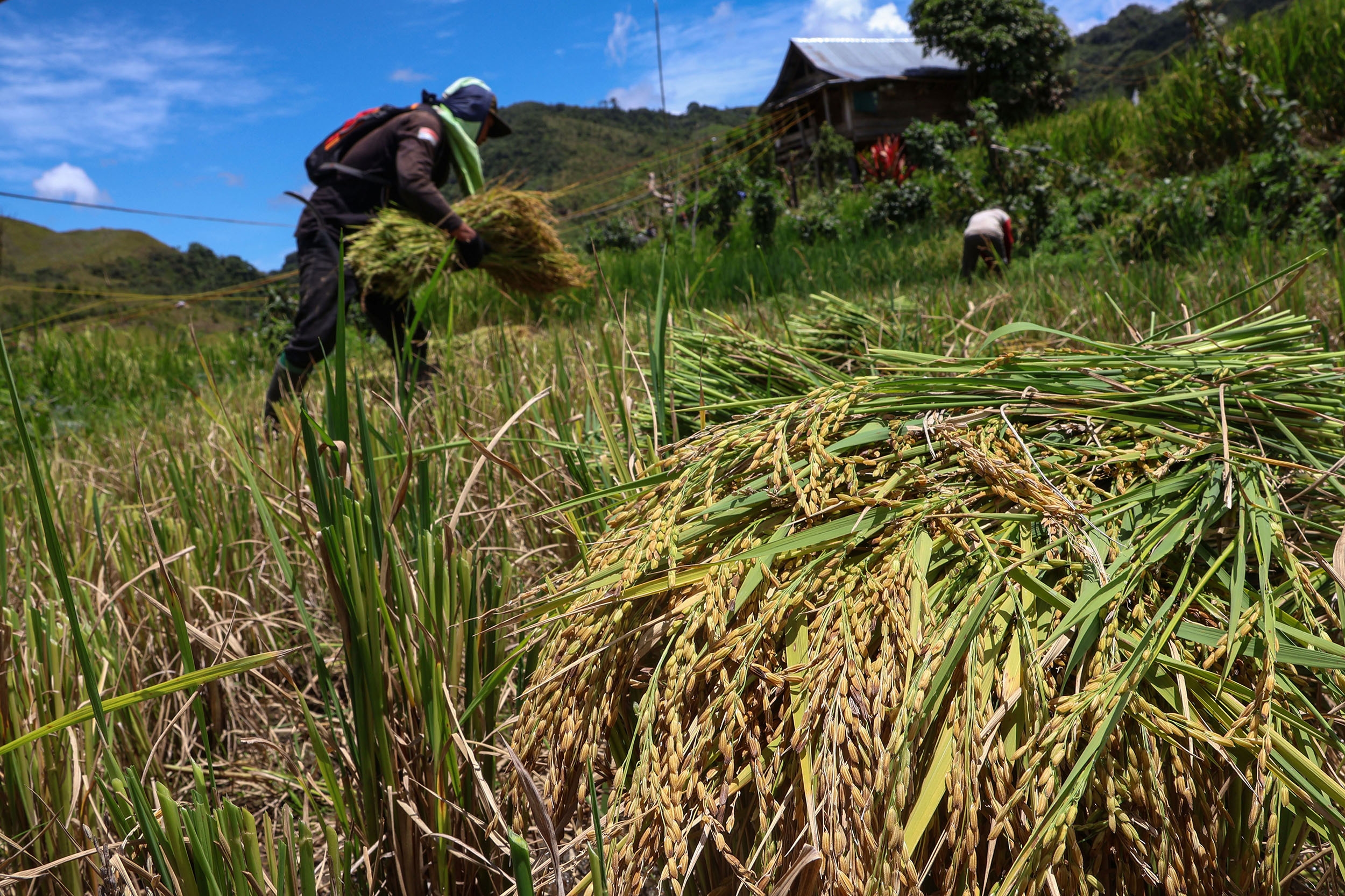 BPS: Curah Hujan Tinggi Ancam Produktivitas Petani