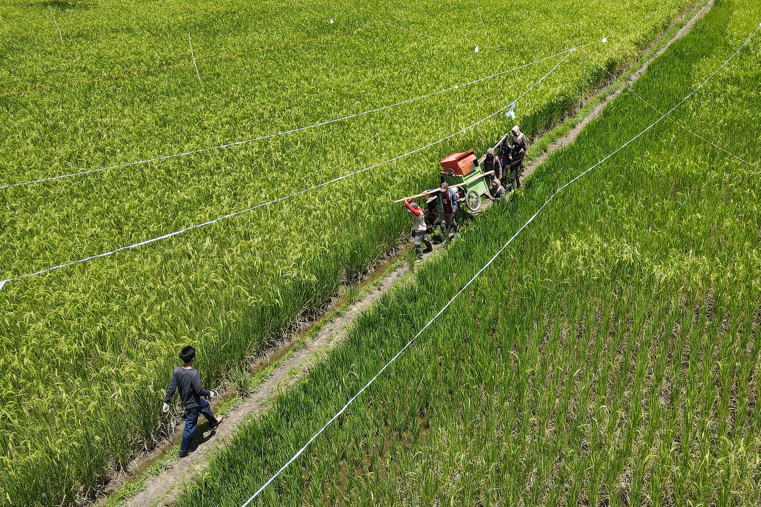 Naik Tipis, NTP Belum Cukup Angkat Nasib Petani di Tengah Cuaca Ekstrem