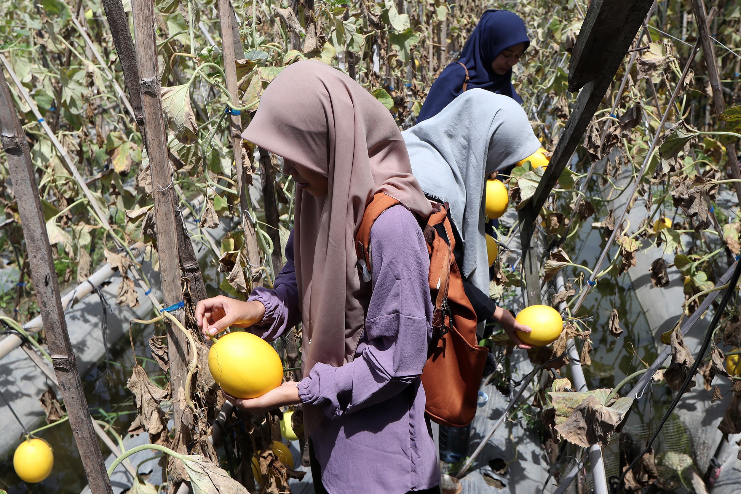 Bagaimana Pengaruh Manusia terhadap Ekosistem Pertanian dan Produksi Pangan?