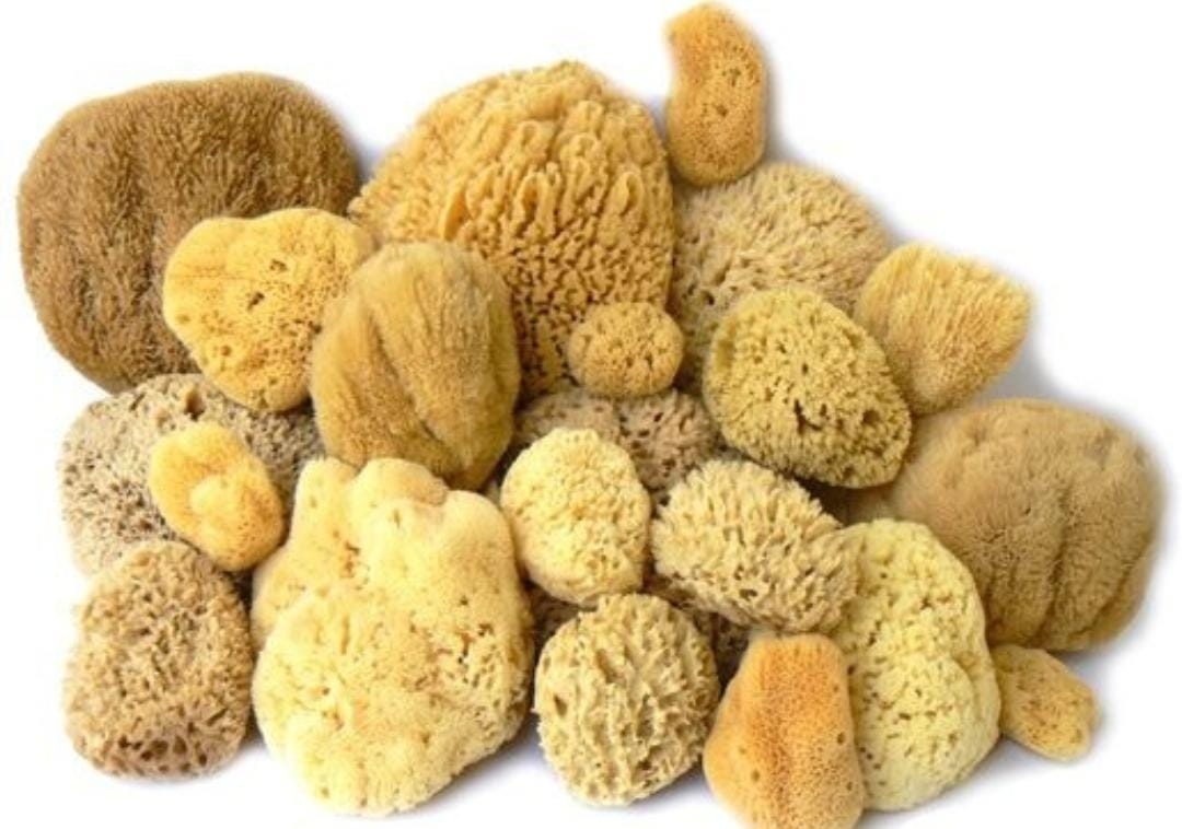 Penjelasan Lengkap Tentang Porifera: Contoh Hewan dan Ciri-Cirinya