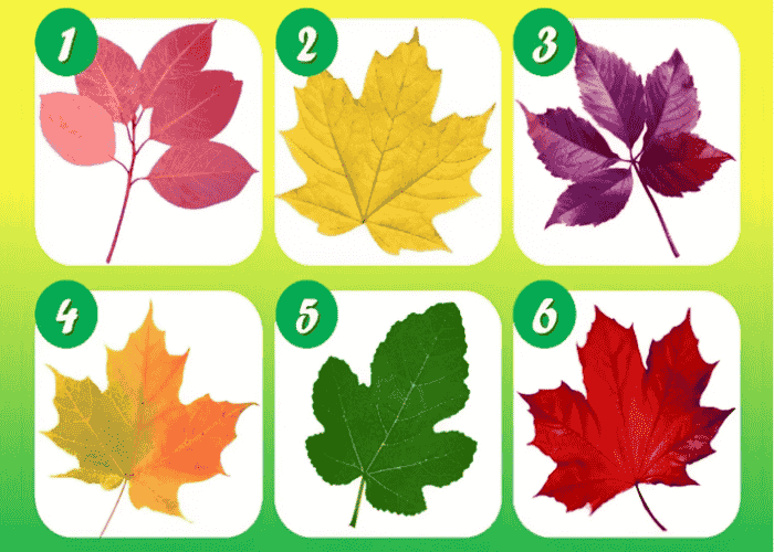 Tes Kepribadian: Daun Mana yang Kamu Pilih? Ungkap Kecenderungan Alami Menolongmu!