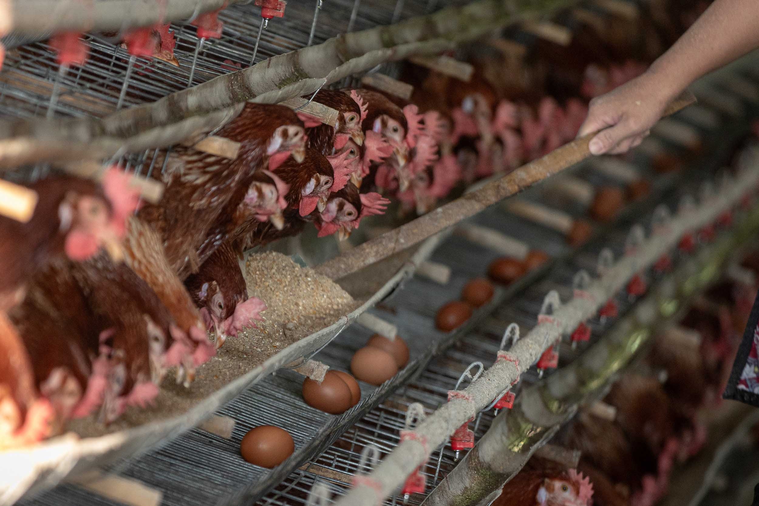 Ketahui Alasan Ayam Mati Mendadak di Dalam Kandang