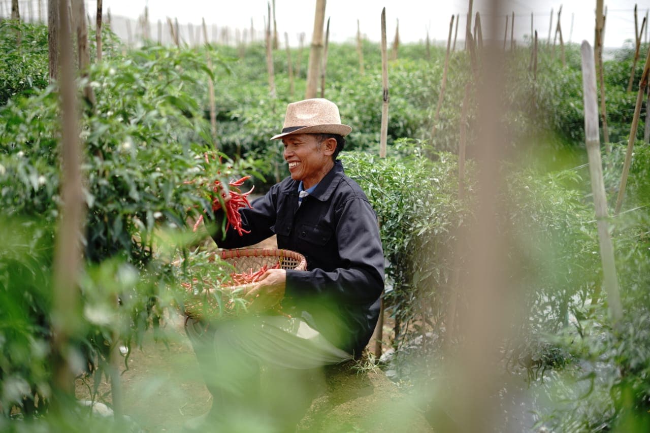 Petani Ini Berbagi Kisah Sukses Lewat Benih Unggul dan Adopsi Teknologi